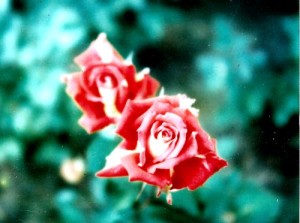 Cantigny rose with red and white petals