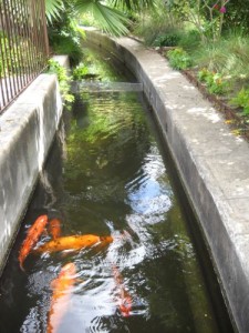 Alamo acequia with koi