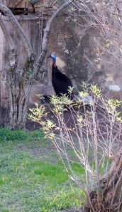 Cassowary, san antonio zoo