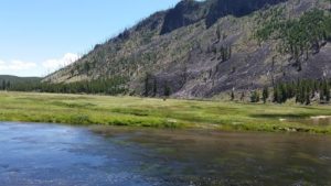 Yellowstone Madison River Bison 2016