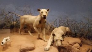 Tsavo lions, Chicago, 2016