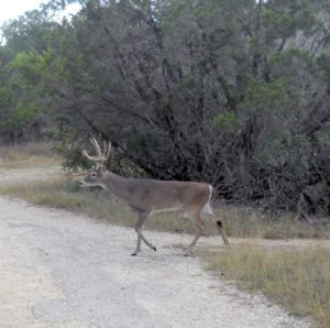 Schnabel Park Deer