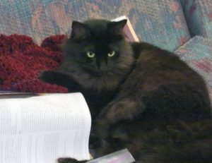 black domestic medium hair cat with burgundy knitting on couch