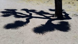 Joshua tree shadow