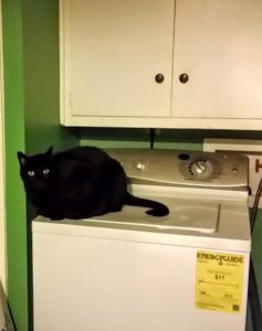 black cat on white washer in green laundry room