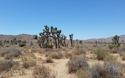 Joshua Trees, 2018