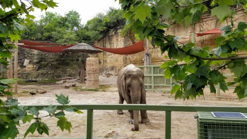 Elephant enclosure, San Antonio Zoo, 2019